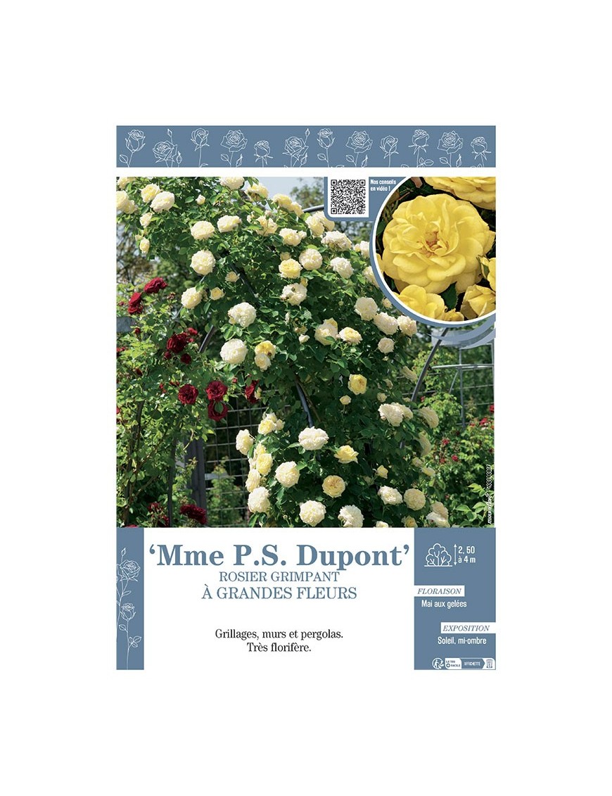 ROSIER GRIMPANT à GRANDES FLEURS MME PS DUPONT