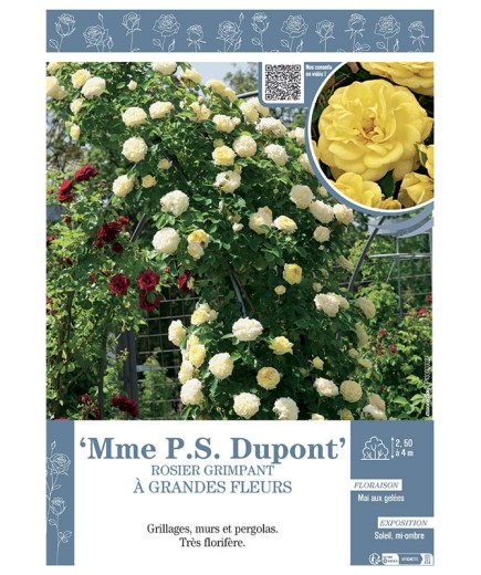 ROSIER GRIMPANT à GRANDES FLEURS MME PS DUPONT