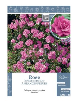 ROSIER GRIMPANT à GRANDES FLEURS ROSE