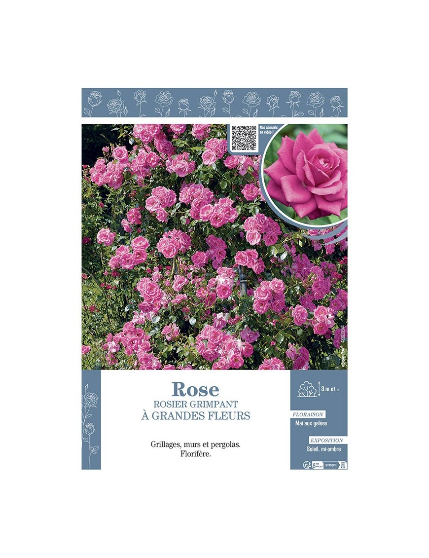 ROSIER GRIMPANT à GRANDES FLEURS ROSE