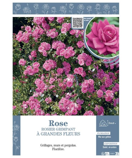 ROSIER GRIMPANT à GRANDES FLEURS ROSE