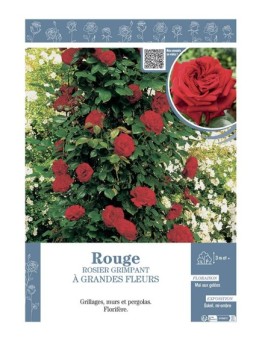 ROSIER GRIMPANT à GRANDES FLEURS ROUGE