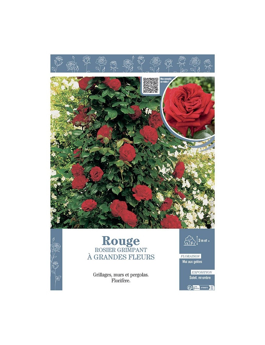 ROSIER GRIMPANT à GRANDES FLEURS ROUGE
