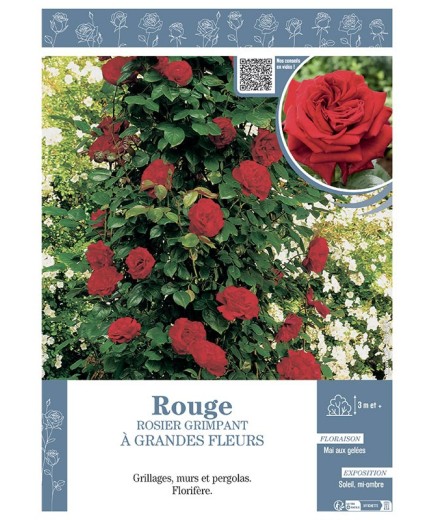ROSIER GRIMPANT à GRANDES FLEURS ROUGE