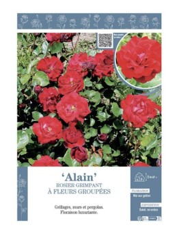 ROSIER GRIMPANT ALAIN