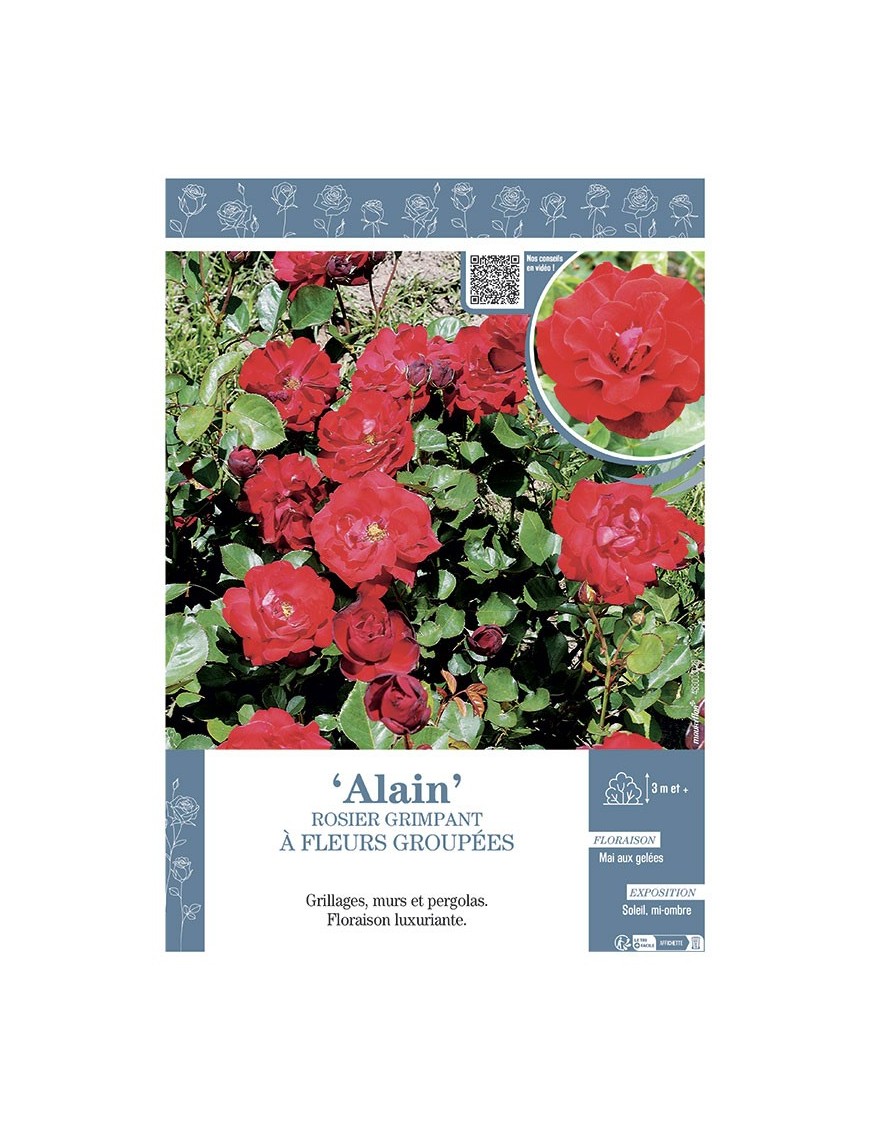 ROSIER GRIMPANT ALAIN