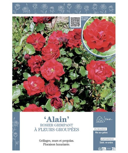 ROSIER GRIMPANT ALAIN