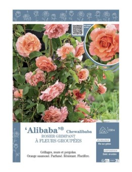 ROSIER GRIMPANT ALIBABA® Chewalibaba