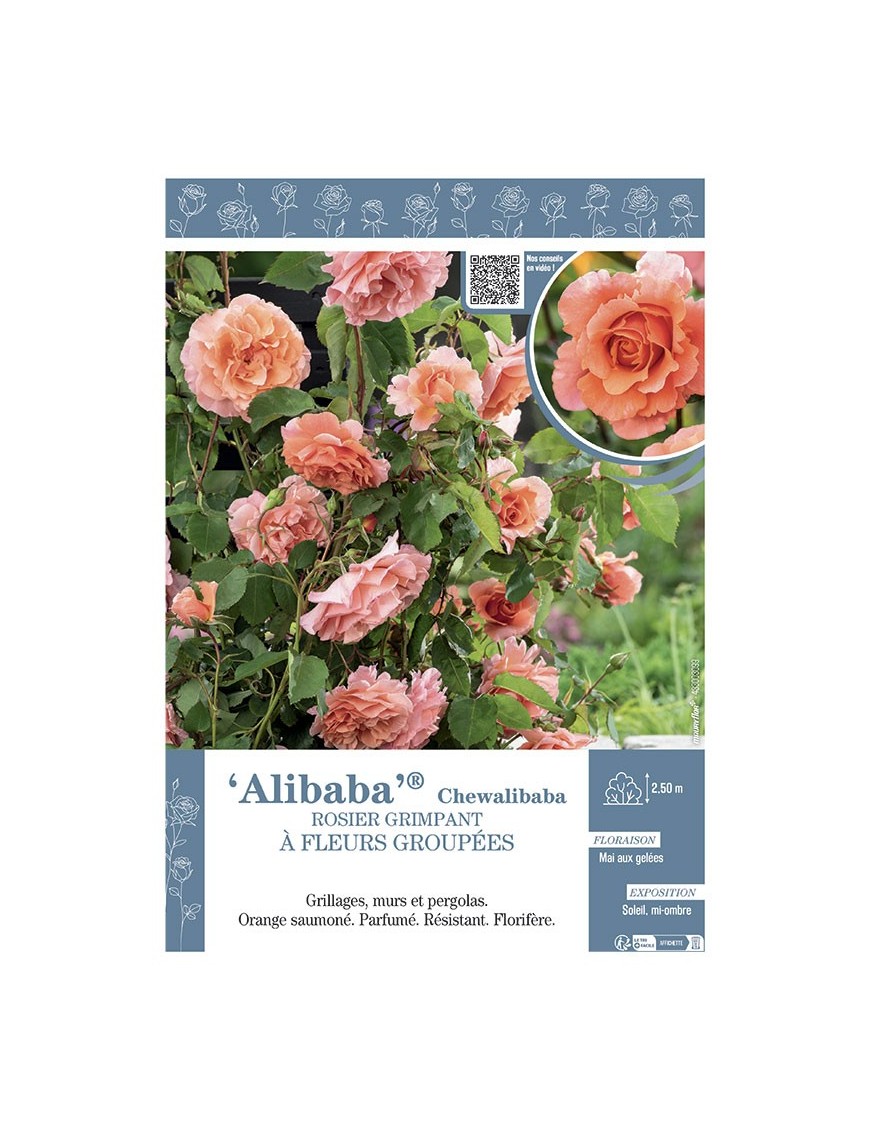 ROSIER GRIMPANT ALIBABA® Chewalibaba