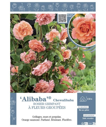 ROSIER GRIMPANT ALIBABA® Chewalibaba