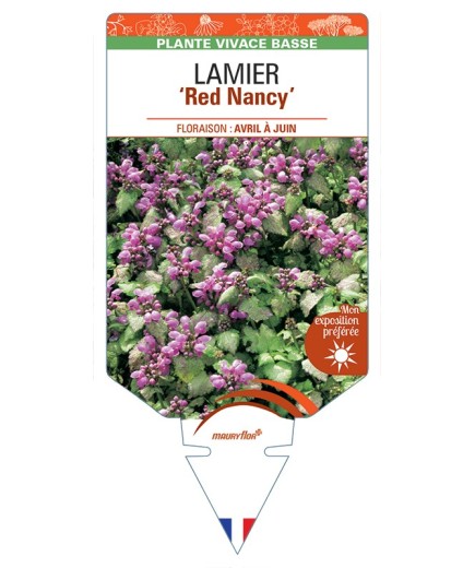 LAMIUM maculatum Red Nancyvoir Lamier