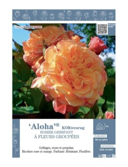 ROSIER GRIMPANT ALOHA® Korwesrug