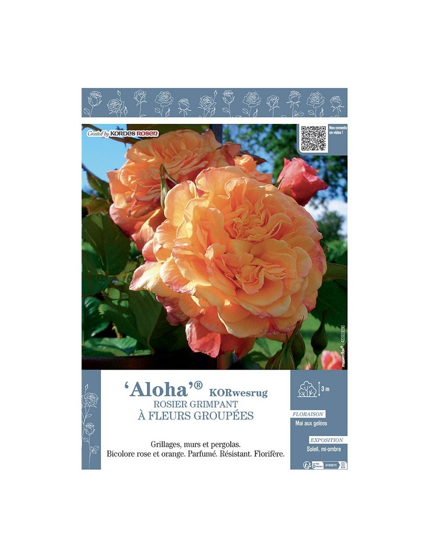 ROSIER GRIMPANT ALOHA® Korwesrug
