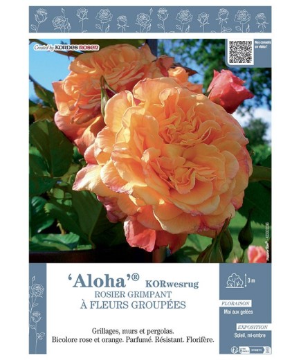 ROSIER GRIMPANT ALOHA® Korwesrug