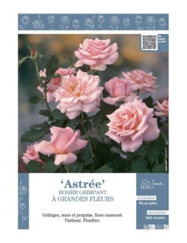 ROSIER GRIMPANT ASTREE