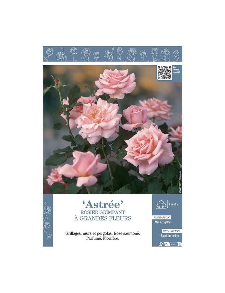ROSIER GRIMPANT ASTREE