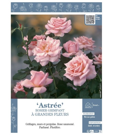 ROSIER GRIMPANT ASTREE