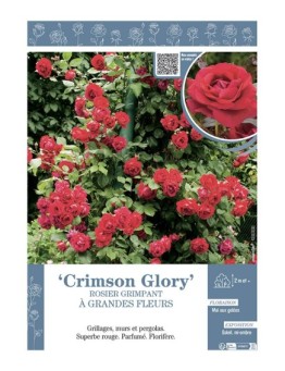 ROSIER GRIMPANT CRIMSON GLORY
