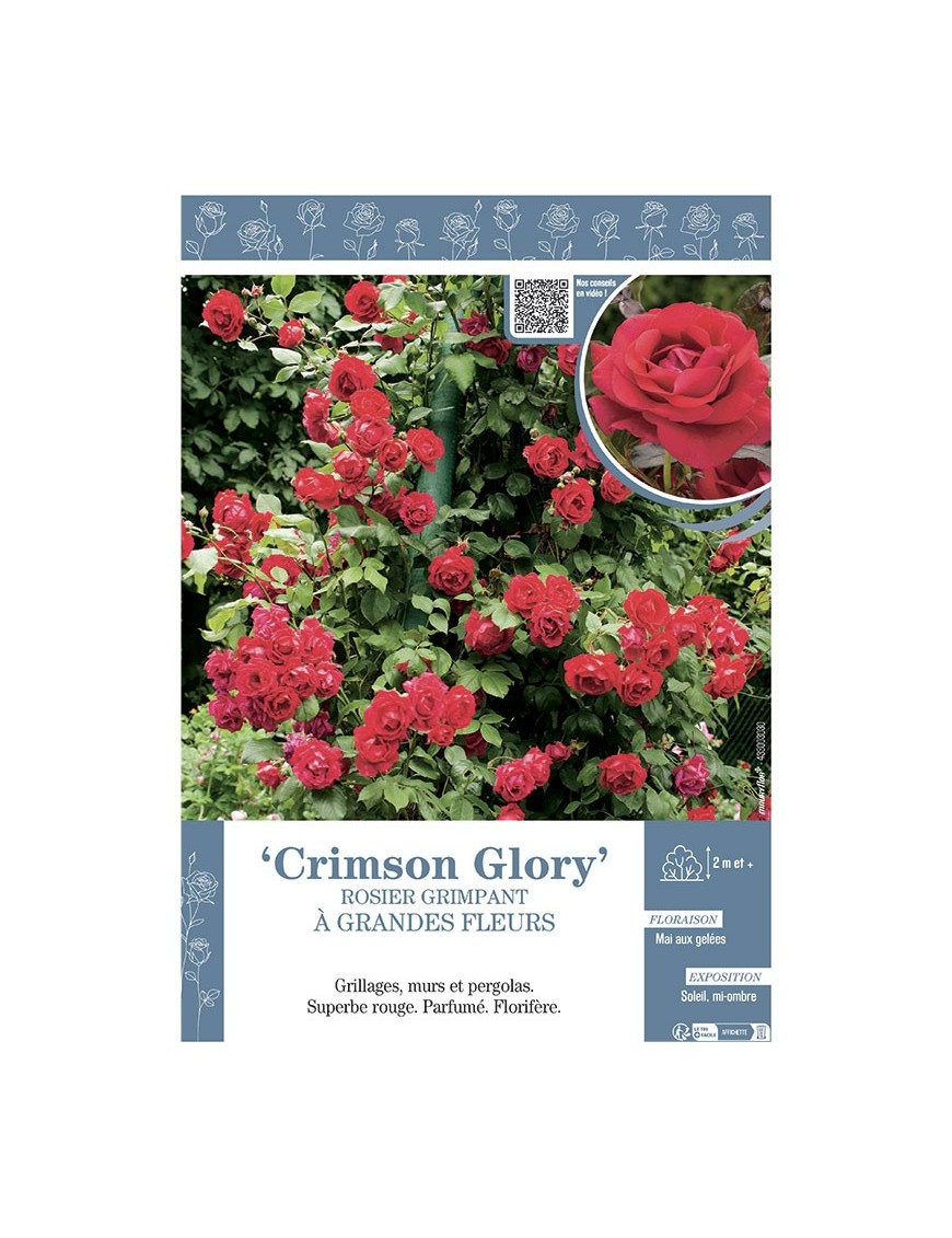 ROSIER GRIMPANT CRIMSON GLORY