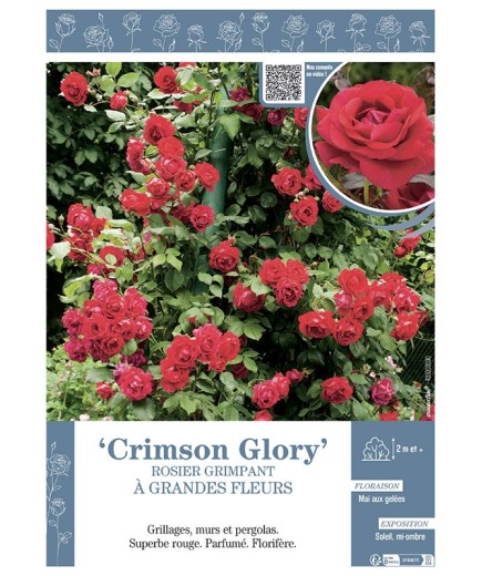 ROSIER GRIMPANT CRIMSON GLORY