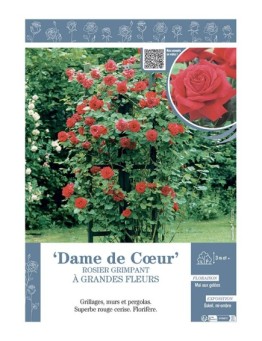 ROSIER GRIMPANT DAME DE CŒUR