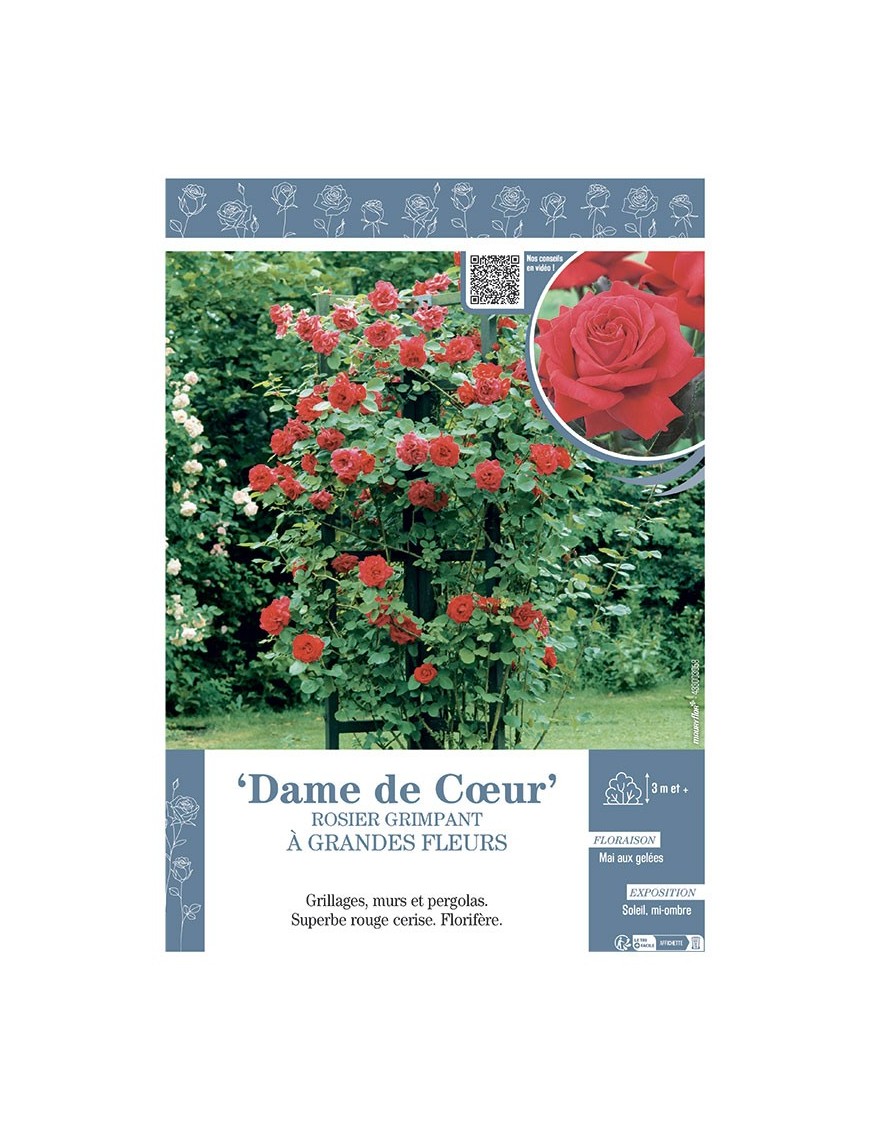 ROSIER GRIMPANT DAME DE CŒUR
