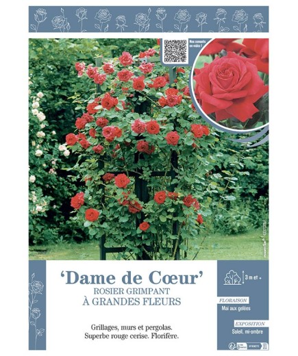 ROSIER GRIMPANT DAME DE CŒUR