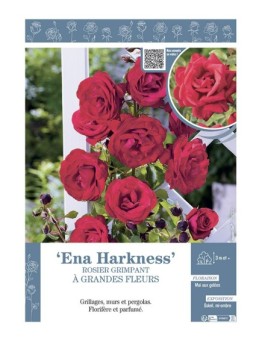 ROSIER GRIMPANT ENA HARKNESS