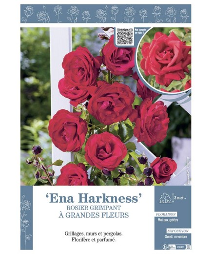 ROSIER GRIMPANT ENA HARKNESS