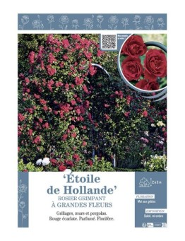 ROSIER GRIMPANT ETOILE DE HOLLANDE