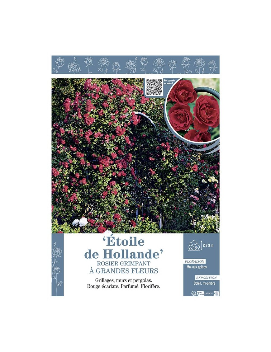 ROSIER GRIMPANT ETOILE DE HOLLANDE