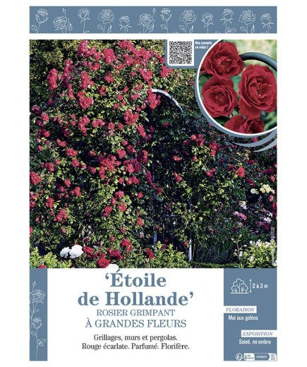ROSIER GRIMPANT ETOILE DE HOLLANDE