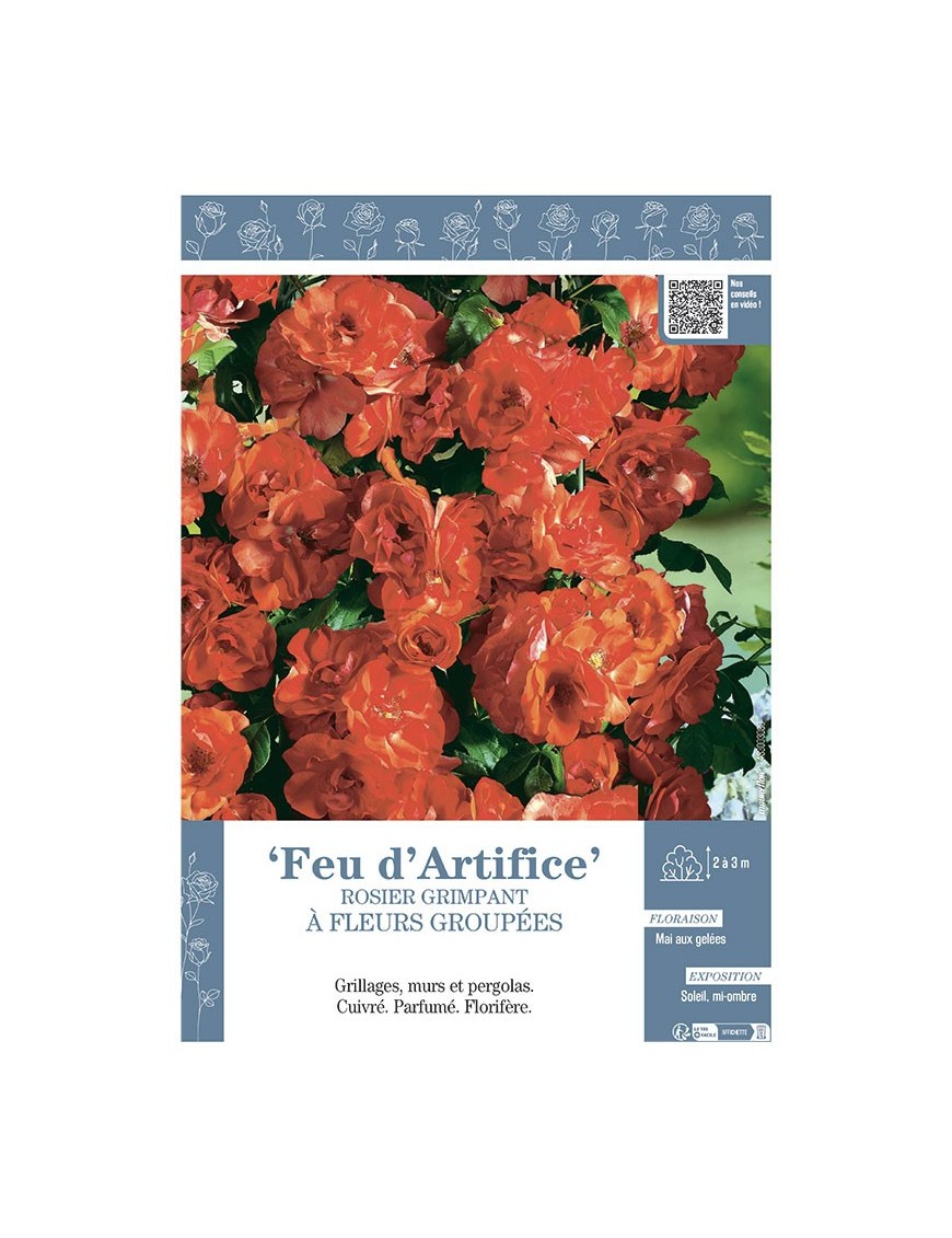 ROSIER GRIMPANT FEU D'ARTIFICE