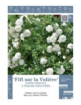 ROSIER GRIMPANT FIFI SUR LA VOLIERE