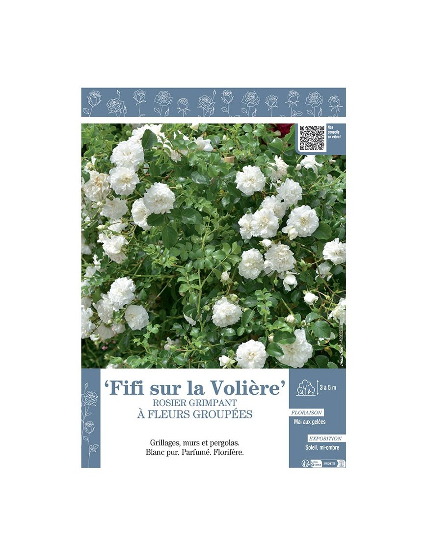 ROSIER GRIMPANT FIFI SUR LA VOLIERE