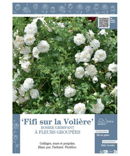 ROSIER GRIMPANT FIFI SUR LA VOLIERE