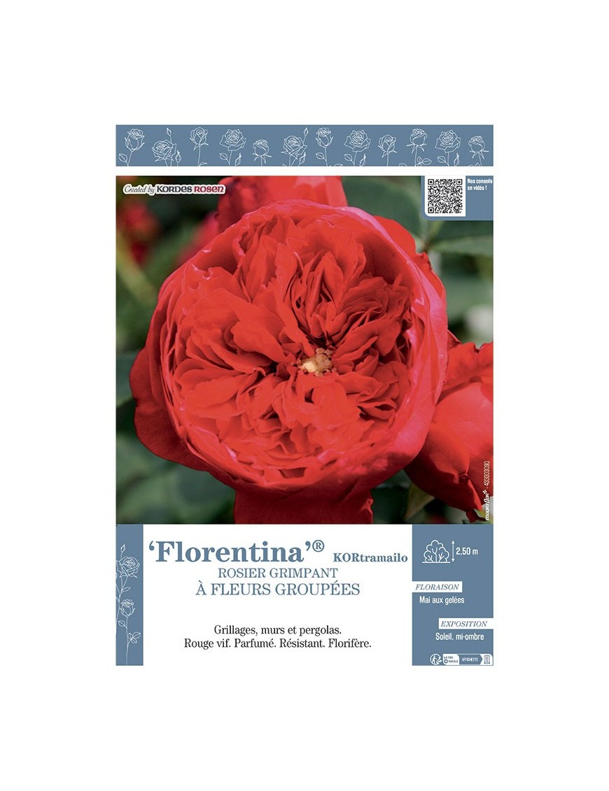 ROSIER GRIMPANT FLORENTINA® Kotramailo
