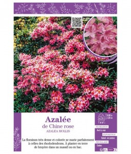 AZALEA MOLLIS voir AZALÉE DE CHINE (rose)