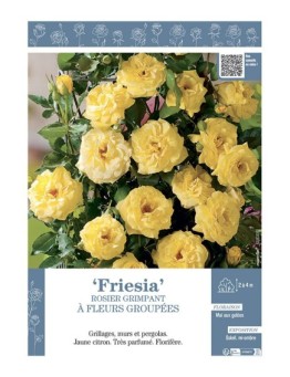 ROSIER GRIMPANT FRIESIA