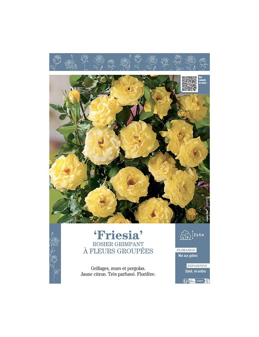 ROSIER GRIMPANT FRIESIA