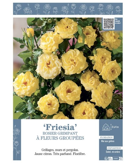 ROSIER GRIMPANT FRIESIA