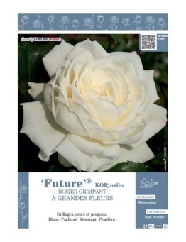 ROSIER GRIMPANT FUTURE® Korjoslio