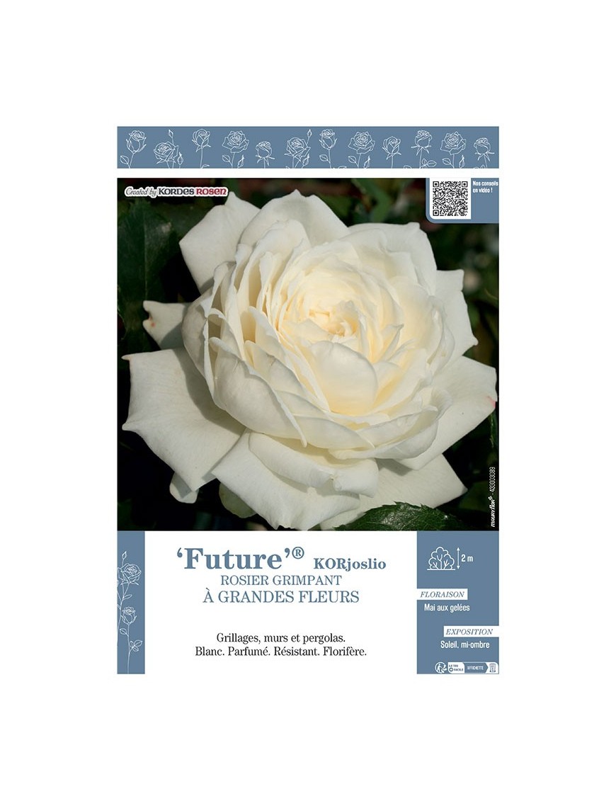 ROSIER GRIMPANT FUTURE® Korjoslio