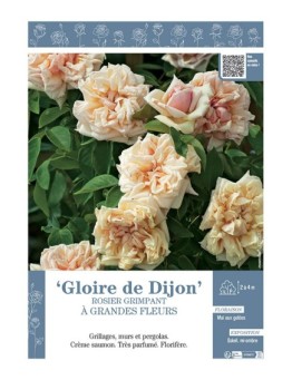 ROSIER GRIMPANT GLOIRE DE DIJON