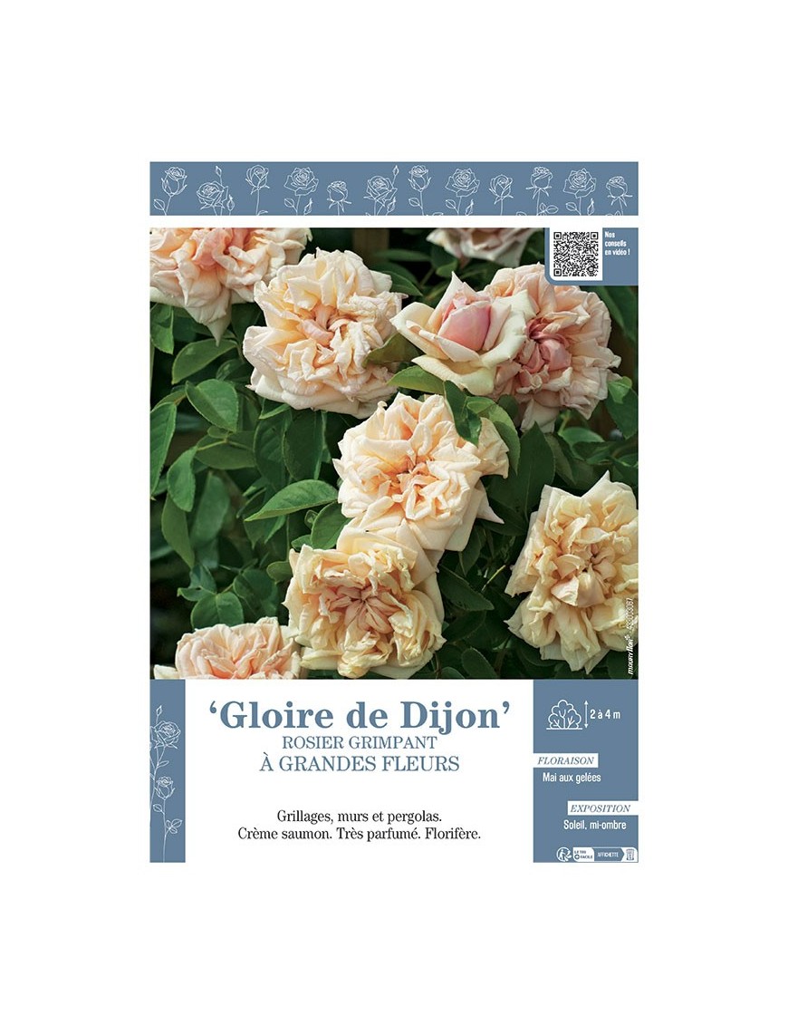 ROSIER GRIMPANT GLOIRE DE DIJON