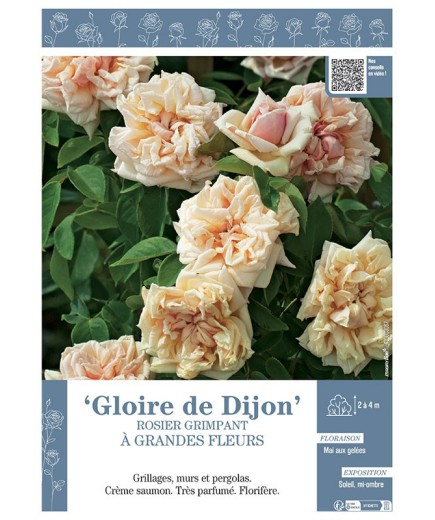 ROSIER GRIMPANT GLOIRE DE DIJON