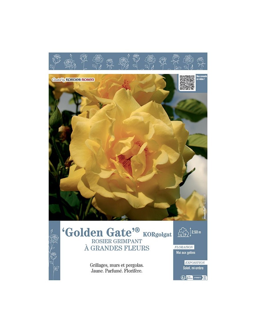 ROSIER GRIMPANT GOLDEN GATE® Korgolgat