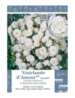 ROSIER GRIMPANT GUIRLANDE D'AMOUR Lenalbi