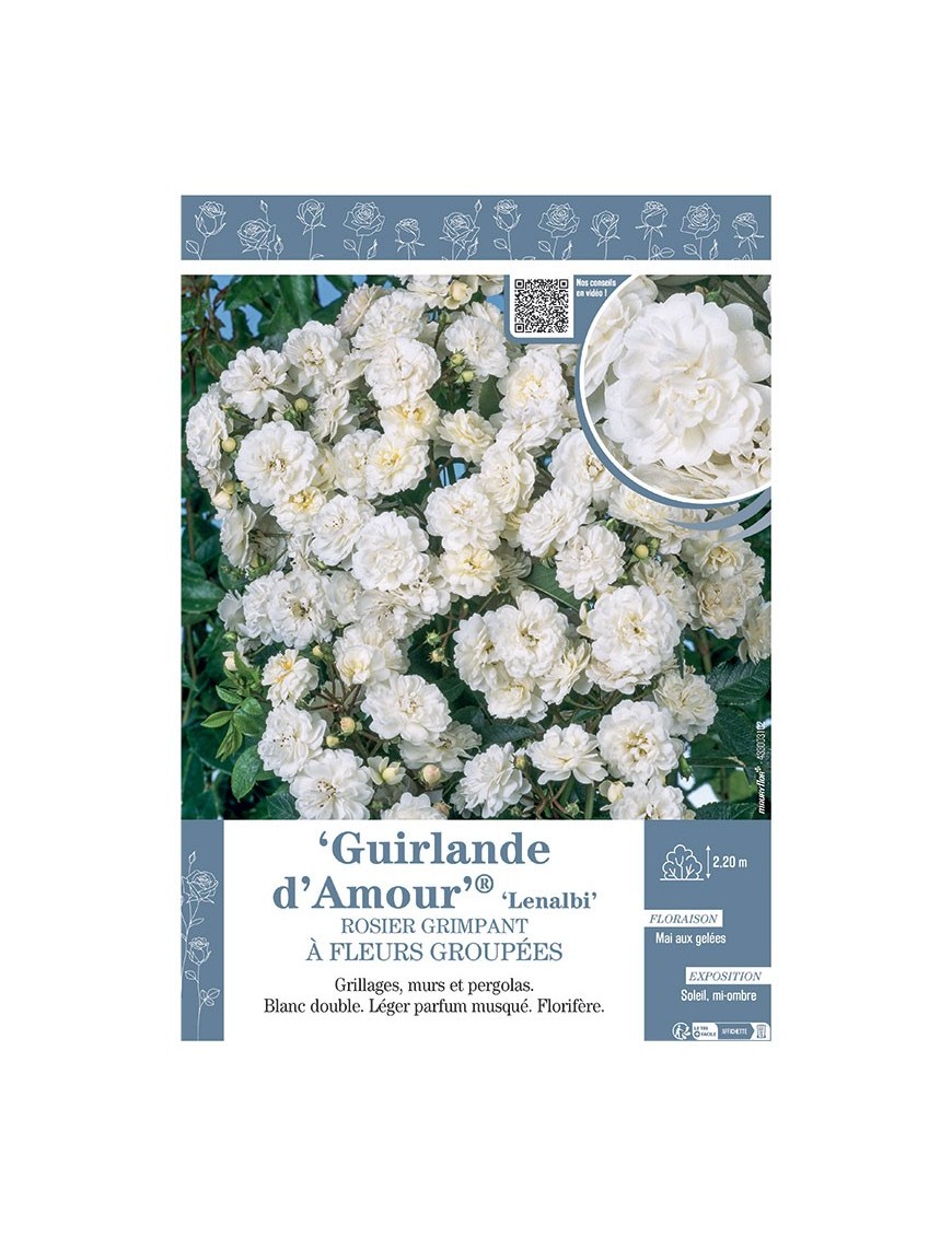 ROSIER GRIMPANT GUIRLANDE D'AMOUR Lenalbi