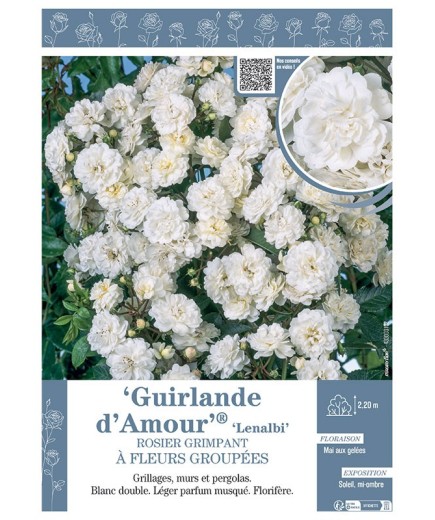 ROSIER GRIMPANT GUIRLANDE D'AMOUR Lenalbi